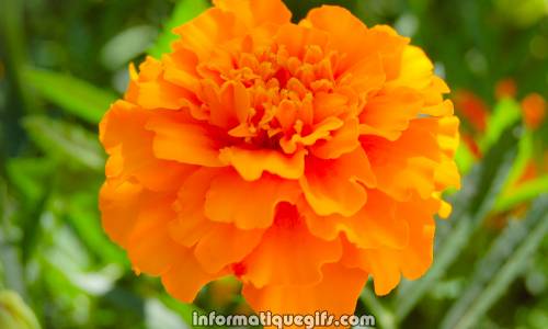 image french marigold