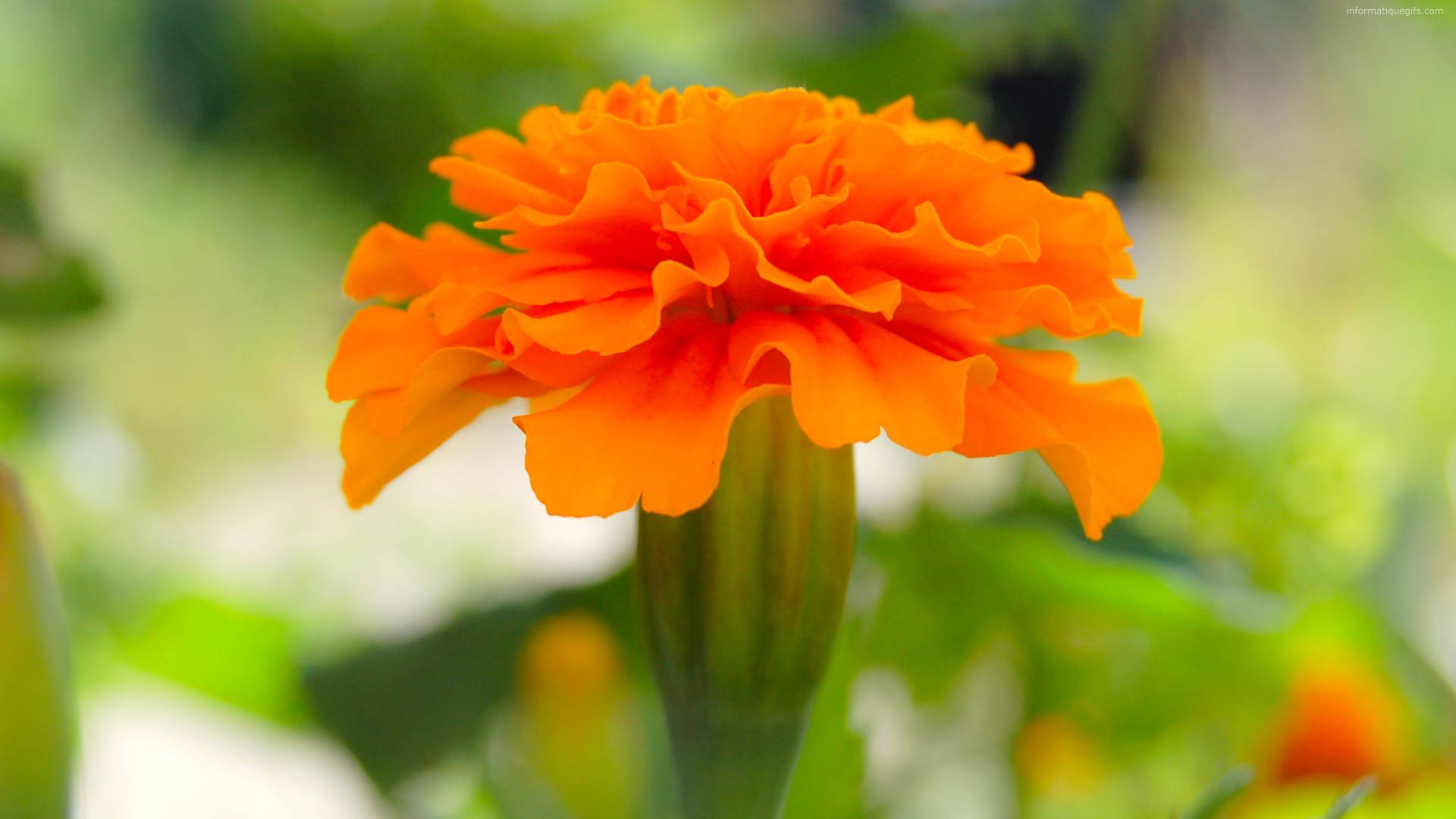 Fond ecran oeillet inde, photo oeillet inde