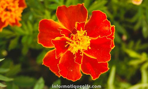 Plantea flowers