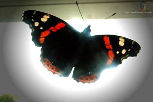 papillon avec des ailes ouvertes