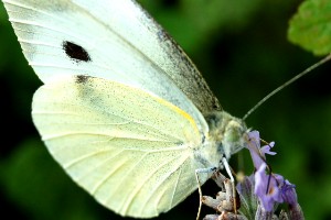 papillon blanc sur la fleur