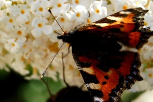 un buterfly sur un arbre