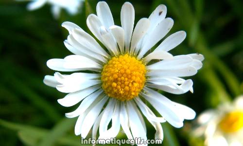 Une jolie fleur dans le jardin