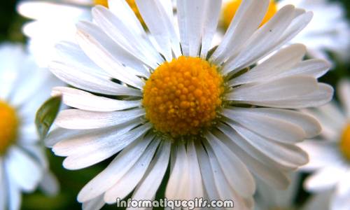 Bellis perennis