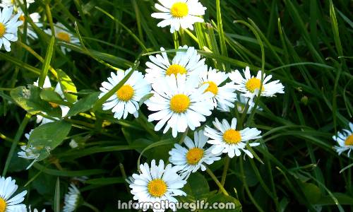 une herbe et la fleur