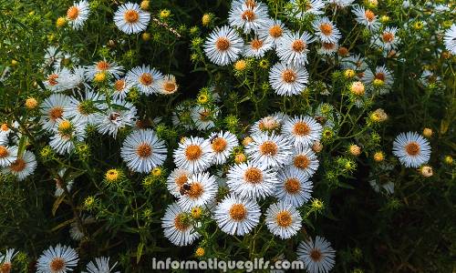 une plante blanche et jaune