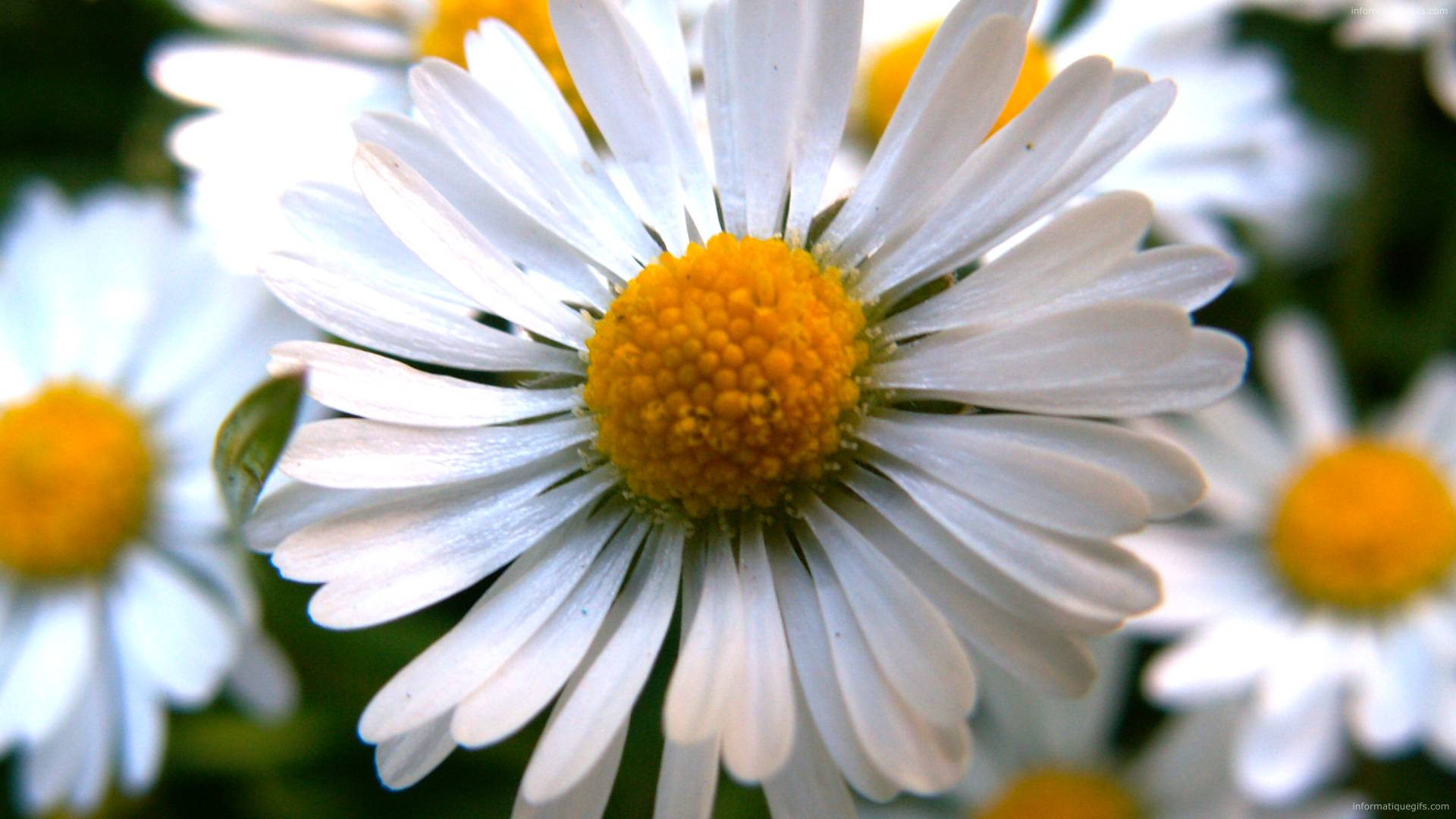 fond-ecran-paquerette-vivace-et-photo-de-paquerette