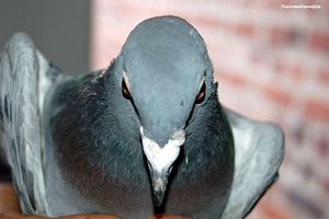 Portrait du pigeon