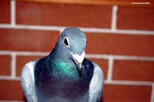 Un oiseau dans la maison