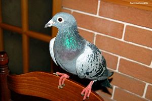 pigeon