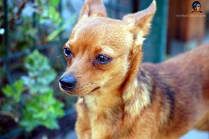 Photo pinscher