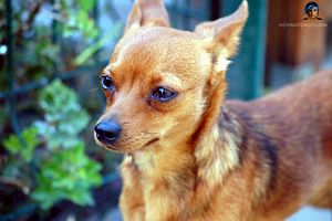 Photo pinscher