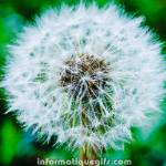 Aigrette De Pissenlit