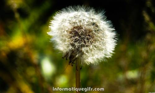 aigrette pissenlit