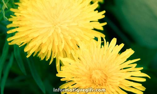 image dandelion