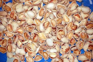 des coquilles vides