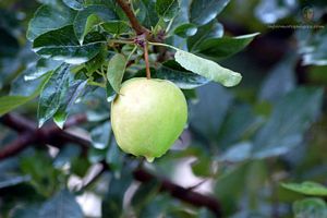 pomme dans un arbre