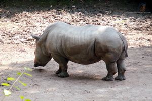 photo rhinoceros au zoo