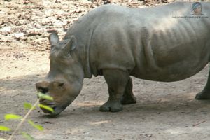 Image rhinoceros zoo
