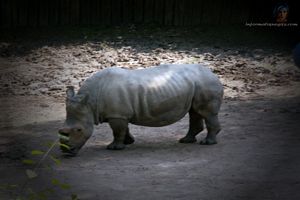 photo animal au zoo