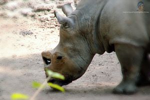 image animal rhinoceros