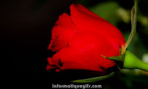 Rose photo fleur en plastique