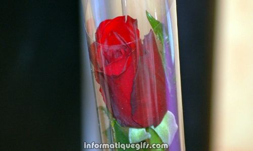 Offrir une rose rouge