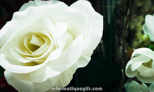 fleur blanche image rosier