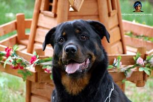 photo rottweiler devant un moulin