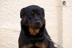 rottweiler