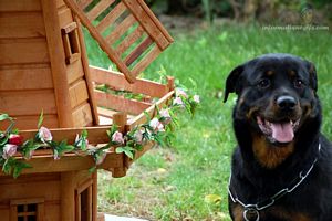 La petite chienne