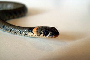 Photo serpent