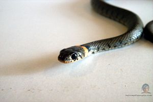Wallpaper Snake