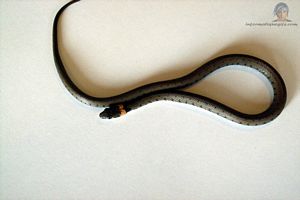 Image de serpent qui bouge