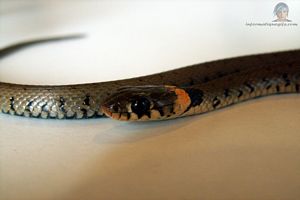 image snake