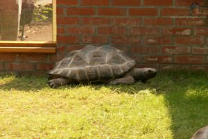 Photo turtle dans herbe
