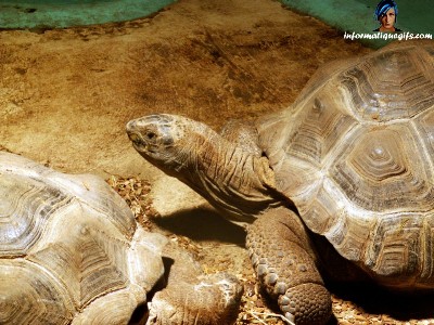 Photo grosse tortue au zoo