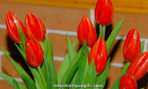 une tulipe rouge