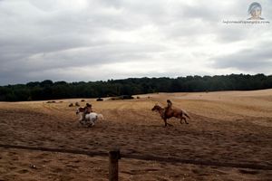 fond ecran chevaux dans le desert