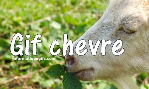 image chevre dans son herbe