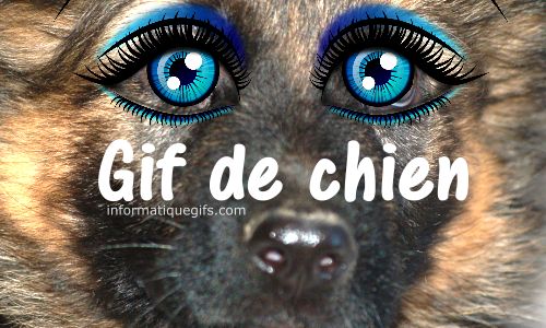 photo chien avec beaux yeux