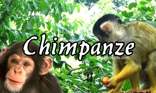 photo chimpanze dans les arbres