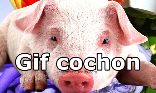 photo cochon porc