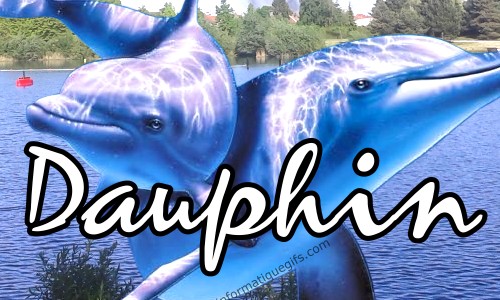 photo dauphin avec eau