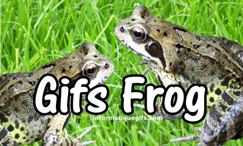 photo frog dans la pelouse verte
