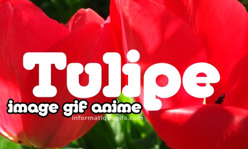 photo de tulipe de jardin