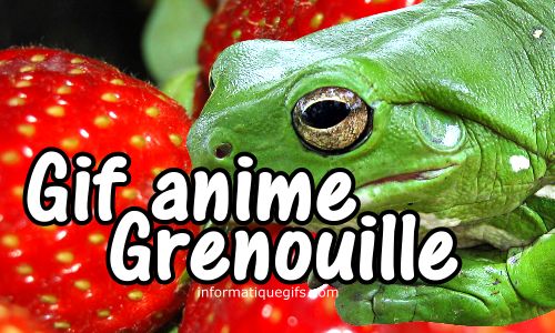 photo grenouille et fraise