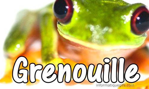 photo grenouille verte