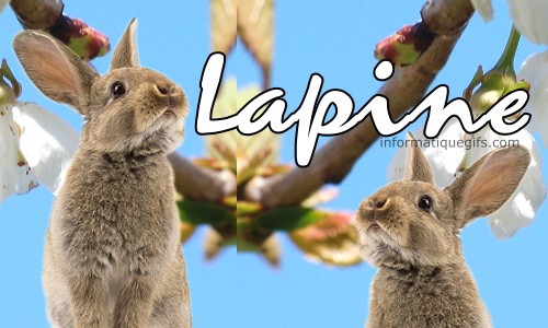 photo lapine avec arbre