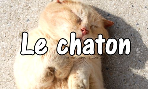 Photo chaton rigolo